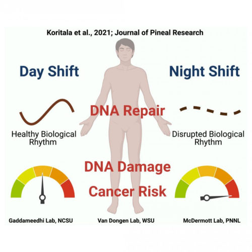 Research offers insights on how night shift work increases cancer risk