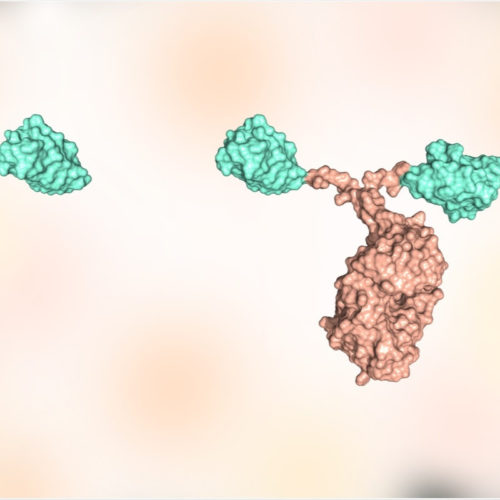 Inhalable nanobody shows potent anti-SARS-CoV-2 activity in vivo