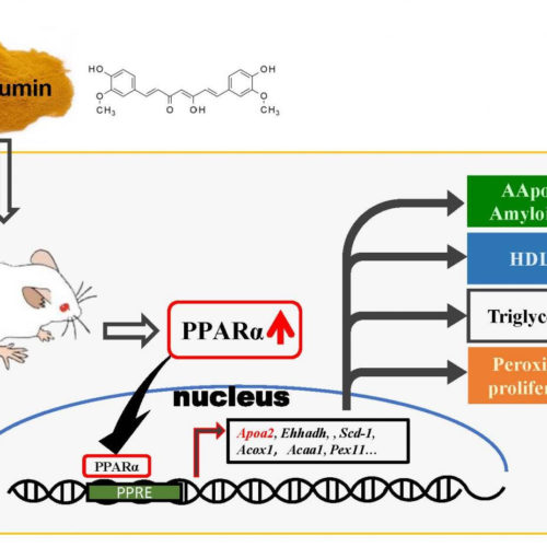 Curcumin for amyloidosis and lipid metabolism — a novel insight