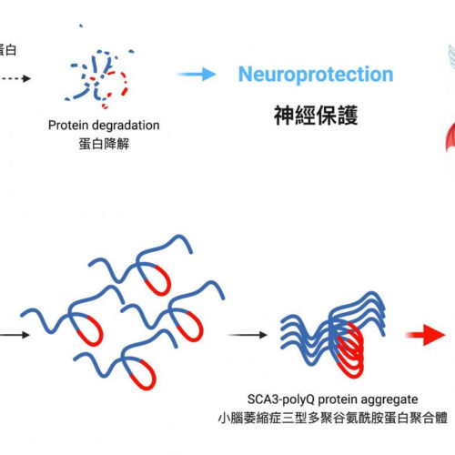 CUHK unveils balance between two protein counteracting forces in hereditary ataxias