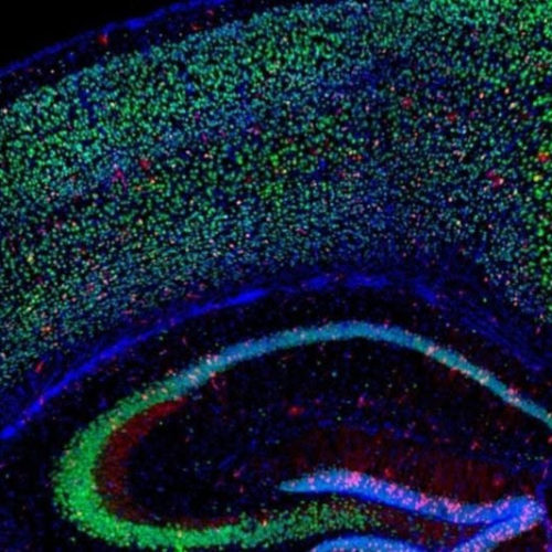 Oxygen deficit makes nerve cells grow