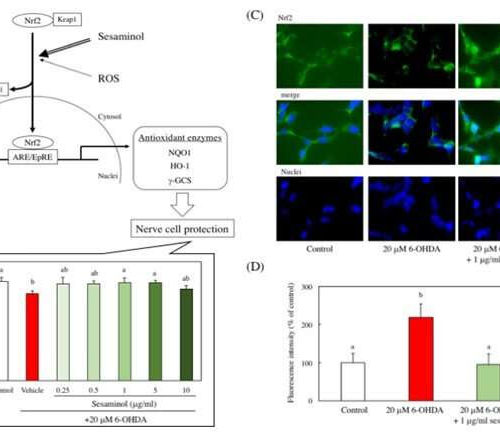 Sesaminol prevents Parkinson’s disease by activating a signaling pathway