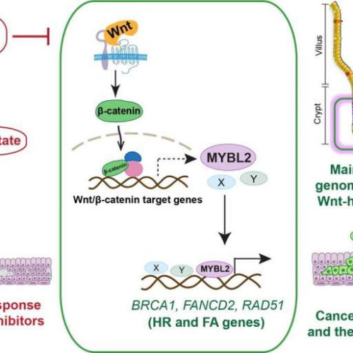 Double trouble for drug-resistant cancers