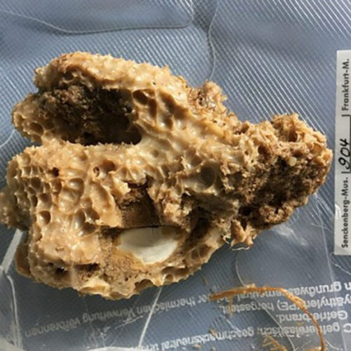 Compound isolated from sea sponge fights cancer cells