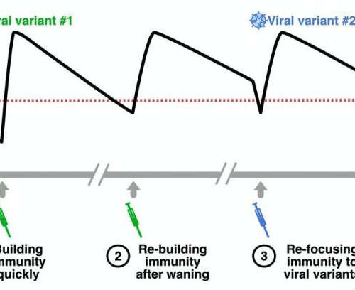 Why do we need booster shots, and could we mix and match different COVID vaccines?