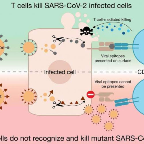 SARS-CoV-2 mutations can complicate immune surveillance of human T-killer cells