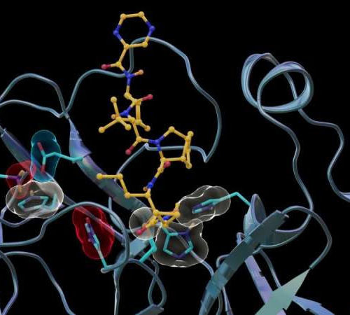 Neutrons reveal unpredicted binding between SARS-CoV-2, hepatitis C antiviral drug