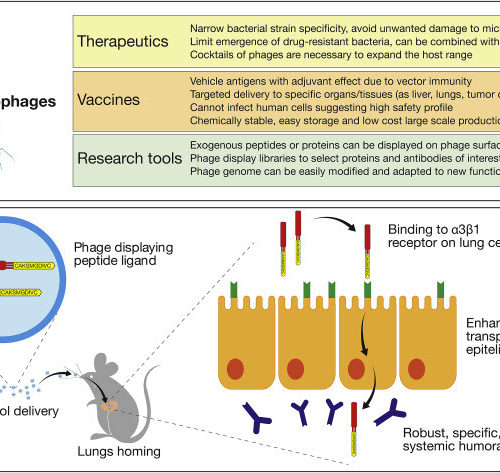 Bacteriophages, a multi-tool to fight infectious disease