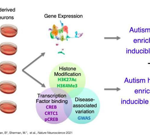 Study offers new insight about gene expression and neurological disease heritability