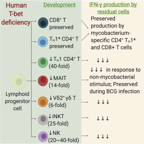 How one patient’s rare mutation helped solve a mycobacterial mystery