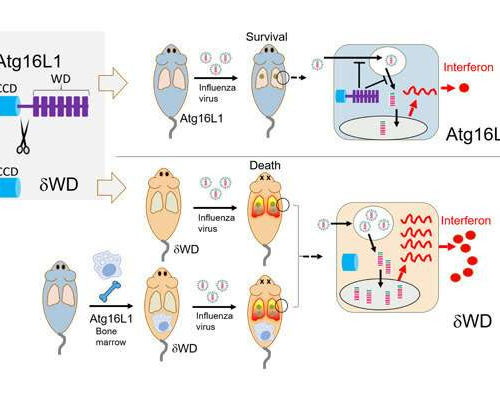 New defense against viral lung infections discovered