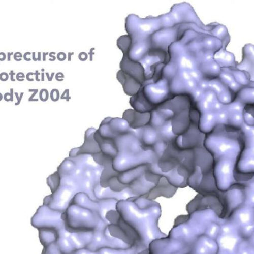 Scientists reveal details of antibodies that work against Zika virus