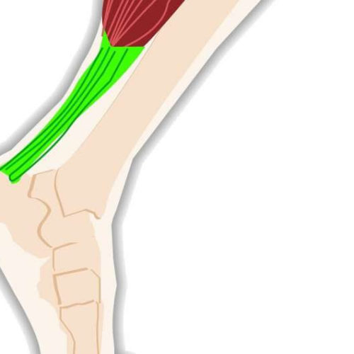 Protein responsible for tendon strength and resilience isolated in new study