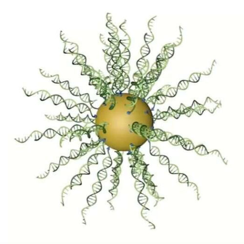 New spherical nucleic acid ‘drug’ kills tumor cells in humans with glioblastoma