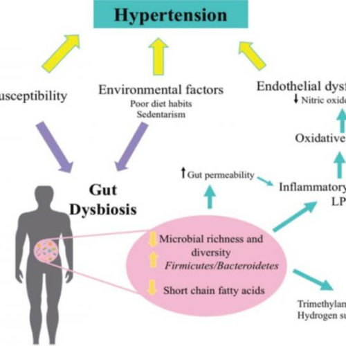 Study examines fermented milks’ potential benefits for decreasing high blood pressure through modulation of gut microbiota