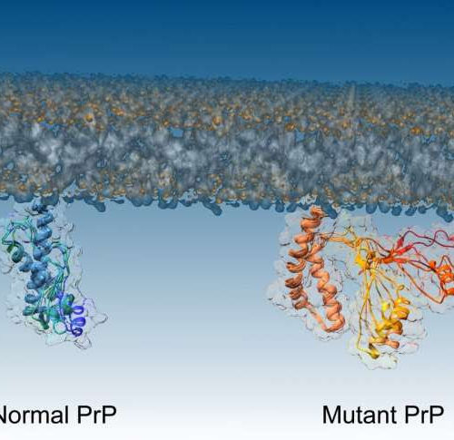 Crucial step in formation of deadly brain diseases discovered