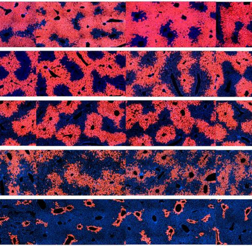 Scientists identify cells responsible for liver tissue maintenance and regeneration