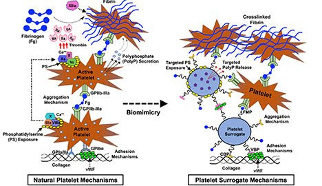 Taking new steps with artificial platelets