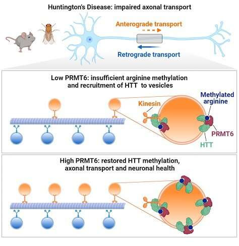 Huntington’s Disease: Neural traffic could help understand the disease