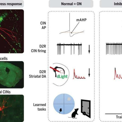 Two-color reporter shows cholinergic neurons engage ISR to modulate dopamine levels