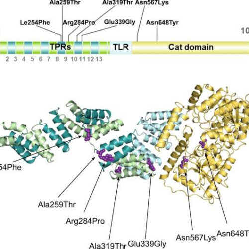 Scientists identify new neurodevelopmental disease caused by genetic mutations