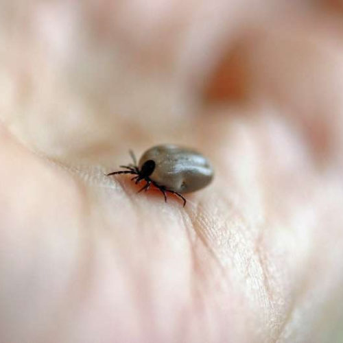 New Lyme disease test distinguishes between early and late-stage disease