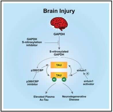 Researchers discover new way to monitor and prevent nerve cell deterioration after TBI