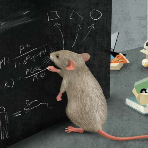 Mice master complex thinking with a remarkable capacity for abstraction