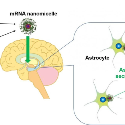 A new agent for the brain diseases: mRNA