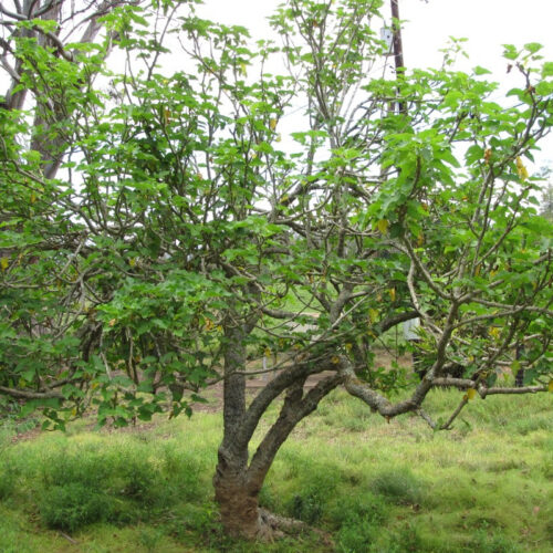 “Undruggable” cancer protein targeted by compound from shrub root