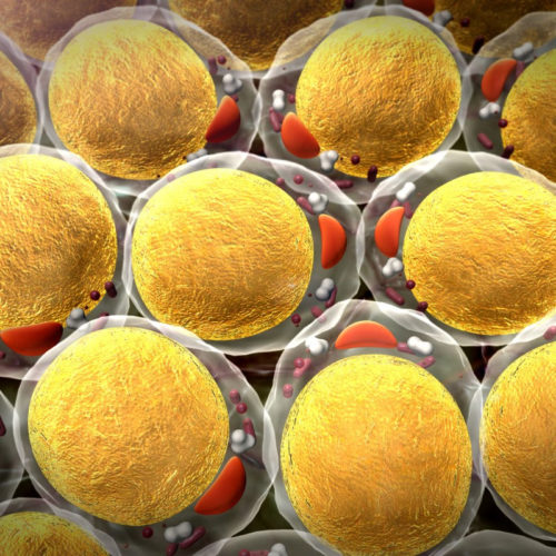 Twin study reveals how obesity can dull the function of mitochondria