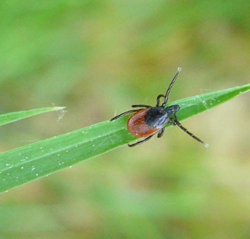 Brain disease transmitted by tick bites may be treatable