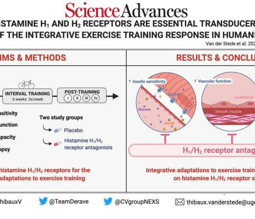 Histamine-suppressing drugs found to reduce benefits of exercise