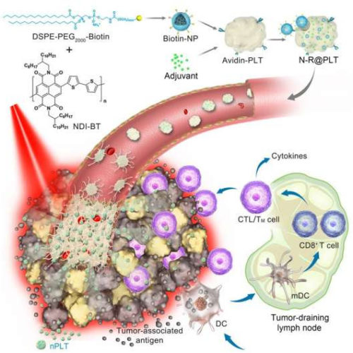 Using photothermal nanoparticles and immunostimulators, this biomimetic formulation also achieves an efficient combination therapy against multiple types of cancer