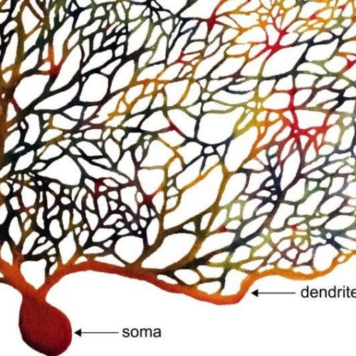 Dendritic computers: When 1 + 1 = 3