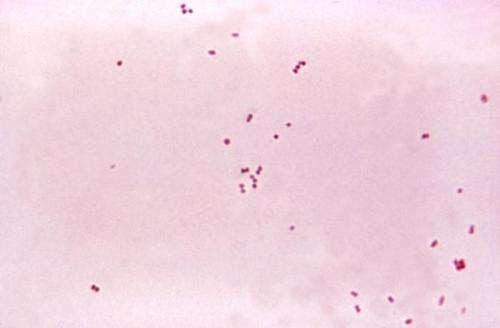 How neuronal cell death occurs in bacterial meningitis