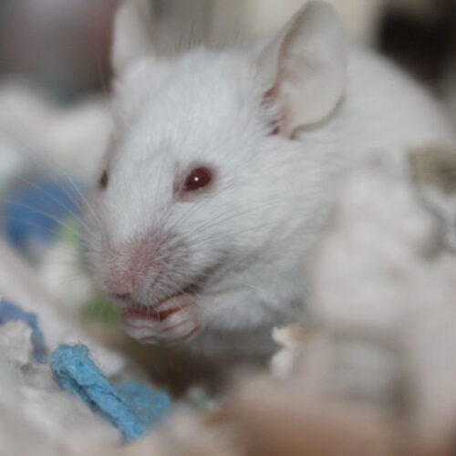 Methionine Restriction Greatly Reduces Measures of Cognitive Decline in Mice