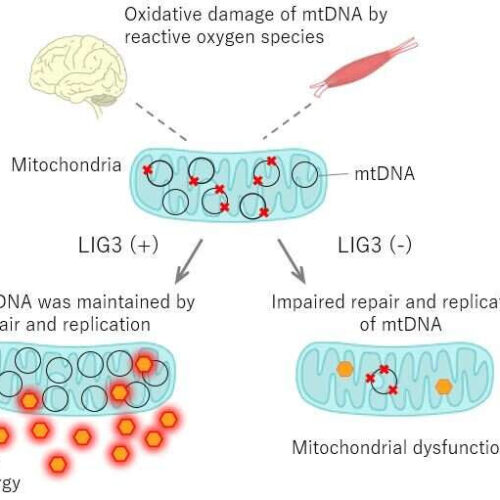 Japanese-European research team discovers novel genetic mitochondrial disorder