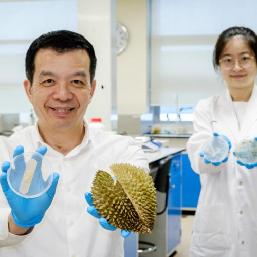 Germ-killing, wound-healing, low-cost bandage made from durian husks