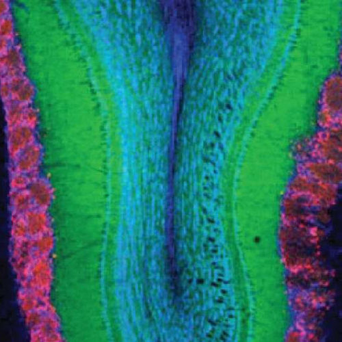 Neural code determines instinctual responses to attractive or aversive odors