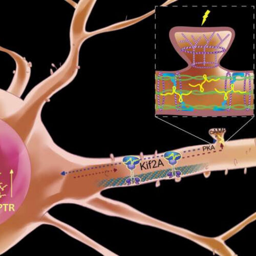 Neural plasticity depends on this long noncoding RNA’s journey from nucleus to synapse