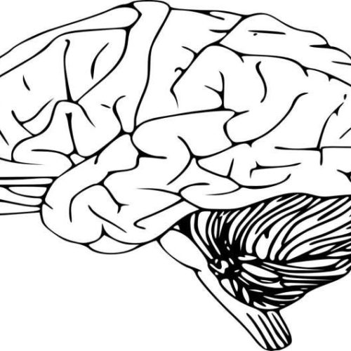 International team identifies genetic link between face and brain shape