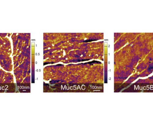 Synthetic mucus can mimic the real thing