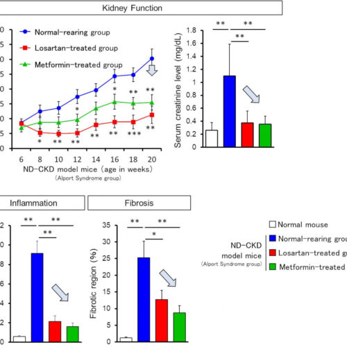 New benefits from anti-diabetic drug metformin