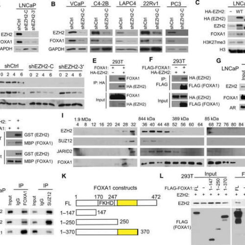 Uncovering the function of prostate cancer protein