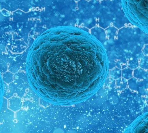 Mitochondria could boost immunotherapy effectiveness