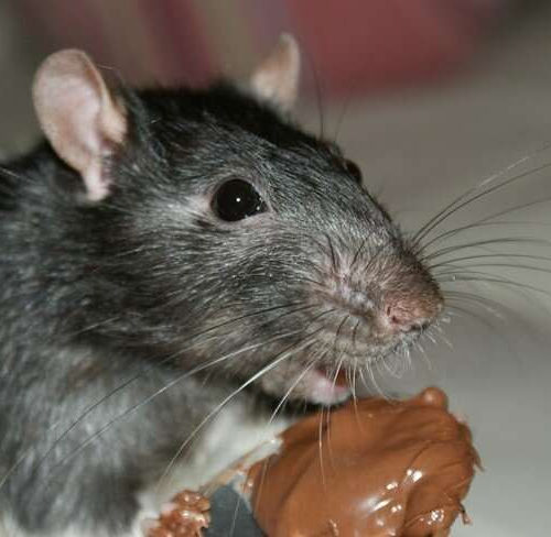 Dietary cocoa improves health of obese mice; likely has implications for humans