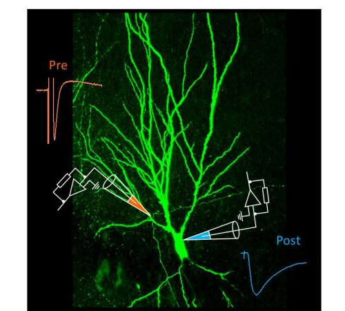 Synaptic transmission: Not a one-way street