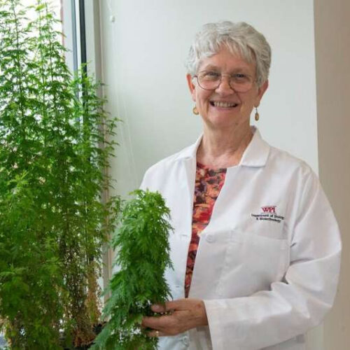 Early research finds extracts from sweet wormwood plant can inhibit the COVID-19 virus