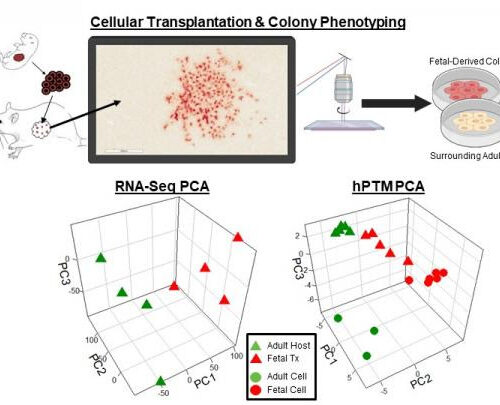 Toward a feasible alternative to liver organ transplant